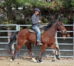 Eu preciso de um lar bom e amoroso para o meu cavalo amigável e bem treinados