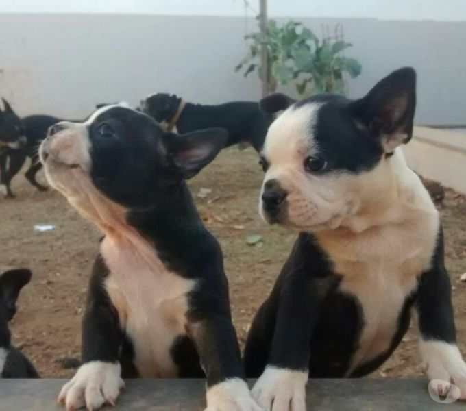 Filhotes boston terrier machos