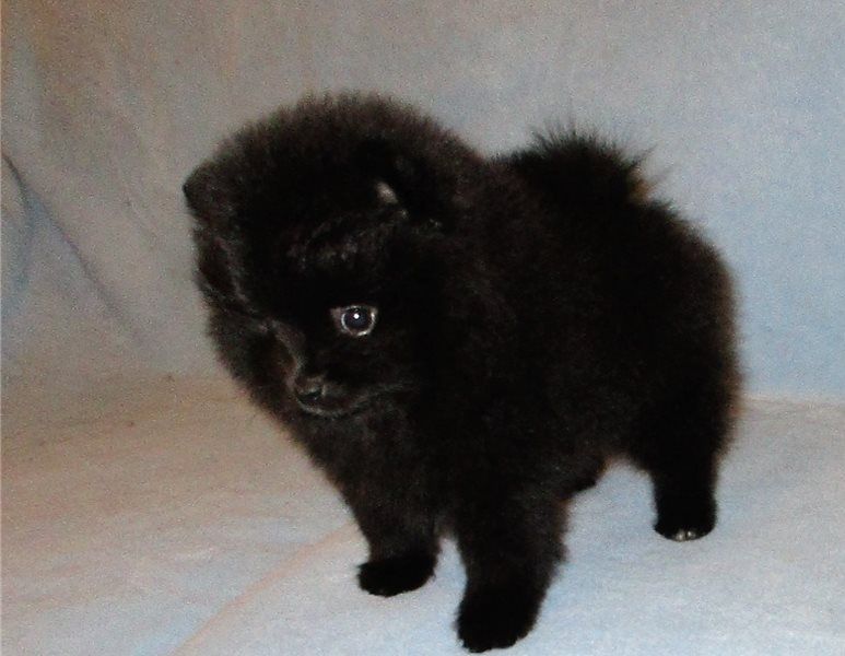 Filhotes de Pomerânia