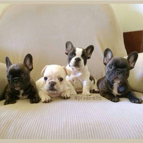 Gratis  adoráveis ??filhotes de Bulldog Francês grandes mais importantes do que o dinheiro do transp