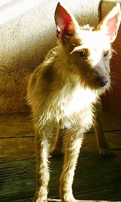 Podengos para colehos