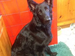 Filhote de cachorro pastor alemão