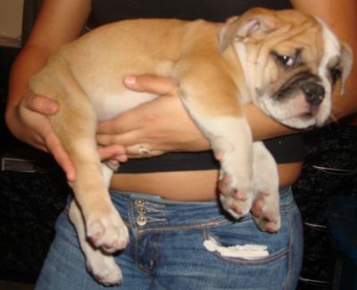 Inglês bulldog filhotes.
