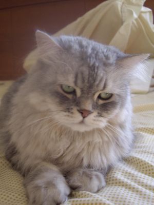 Cabeleireira de Animais - tosquia, banho, stripping...