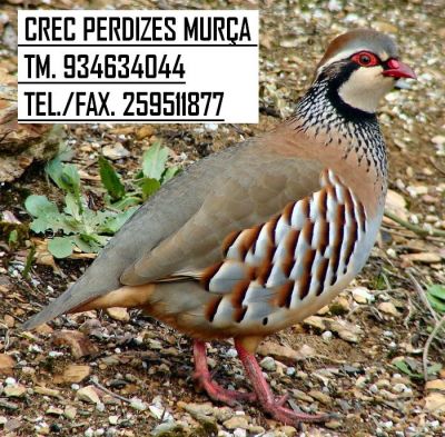 CRECPERDIZES MURÇA         A perdiz de combate