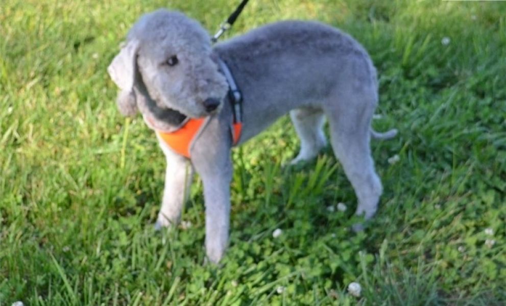 Filhotes de Bedlington Terrier