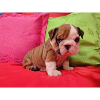 Bulldog Inglês filhotes a partir do conteúdo topo