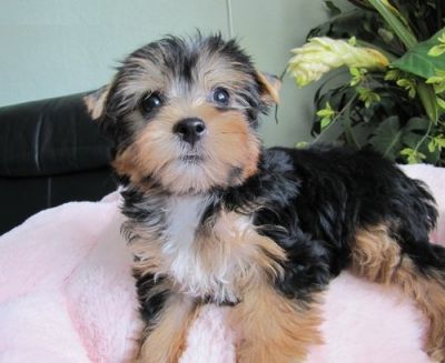 Dois adorável Yorkshire terrier filhotes para adoção livre