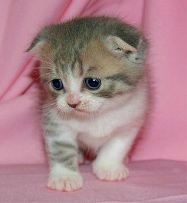 Scottish Fold gatinhos um macho e fêmea para adoção a qualquer pessoa amar e cuidar de forma gratuit