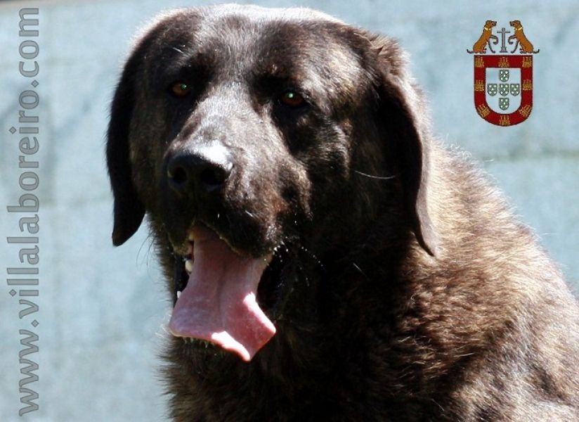 Cachorros Castro Laboreiro de Qualidade Superior (Linhas Tradicionais de Trabalho e Companhia))