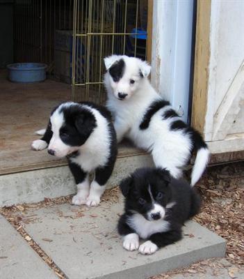 Regalo excepcional camada border collie
