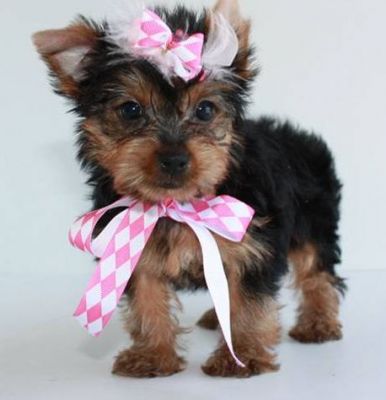 >>>>adorable chá xícara yorkie cachorros para adoção