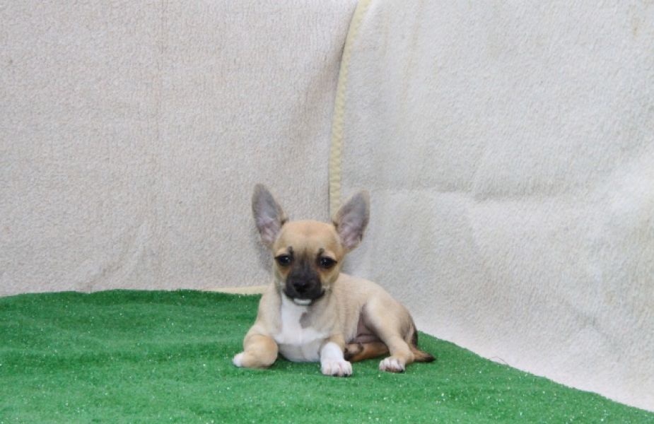 Chihuahua  de pelo curto macho