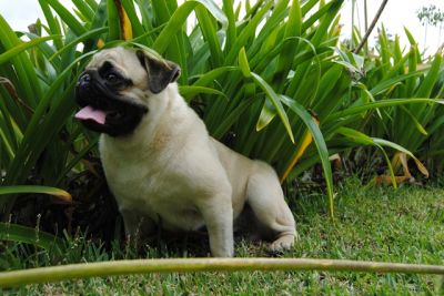 PUG procura namorada