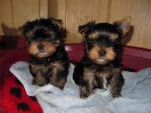 Dois adoráveis ​​filhotes de cachorro yorkshire terrier para adoçã