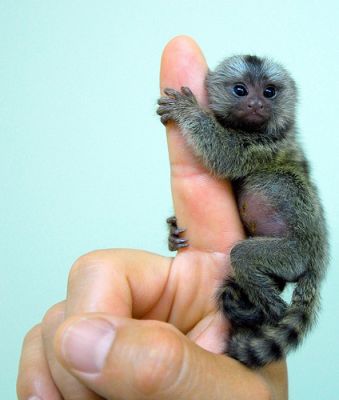 Adorável masculino e feminino macacos Marmoset para adoção.