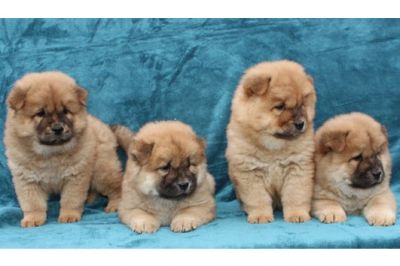 Filhotes chow chow para adopção