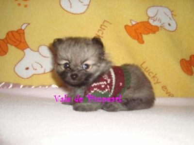 Lulu da Pomerânia @ Spitz Alemão Anão 