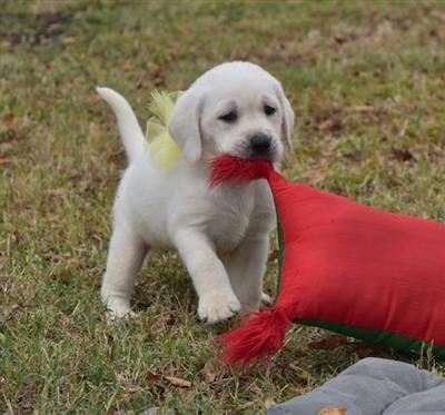 Labrador Retriever para venda