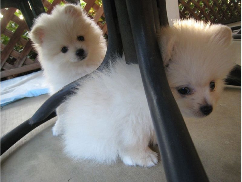 Filhotes de cachorro impressionantes da Pomerânia