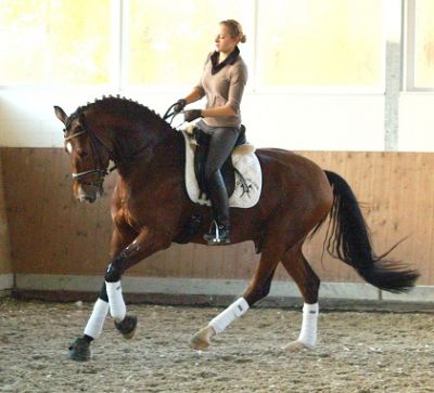 Castrado Hanoveriano para adestramento, saltos, pista de equitação 