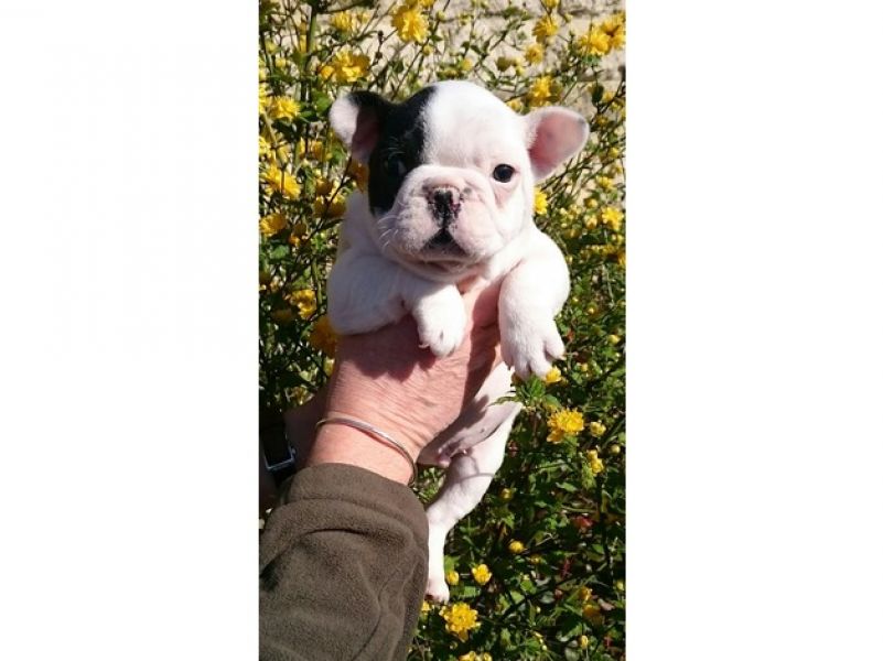 Filhotes Bulldog Francês Saudáveis de Qualidade