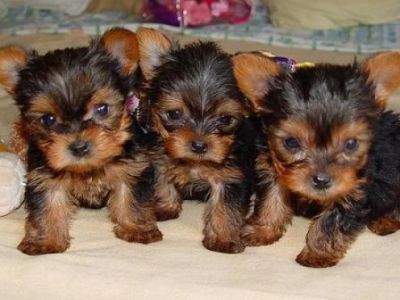 Yorkie cachorros Teacup disponíveis para adoção