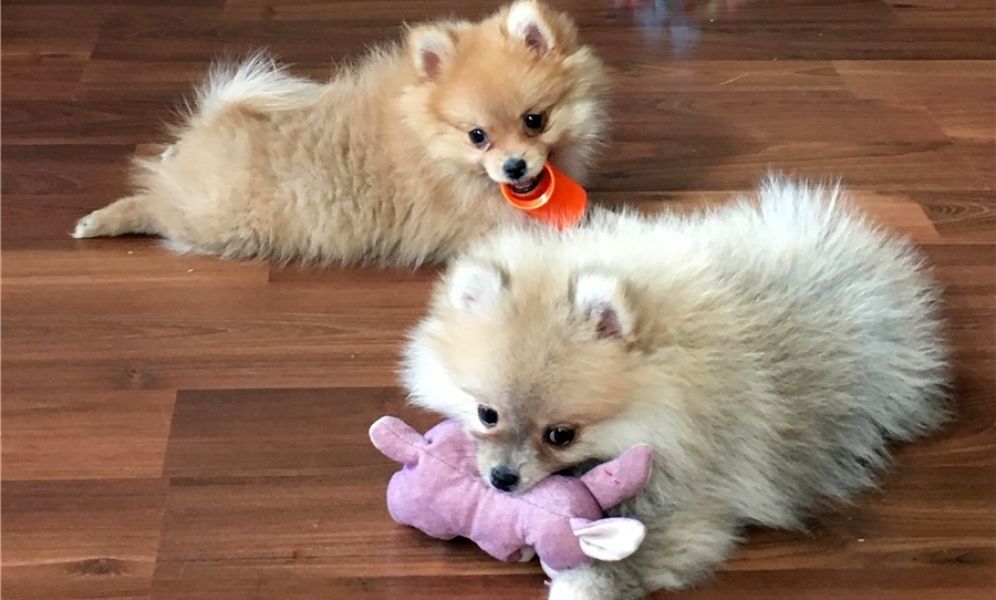 Filhotes de Pomerania