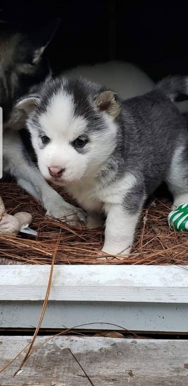 Husky siberiano de olhos azuis