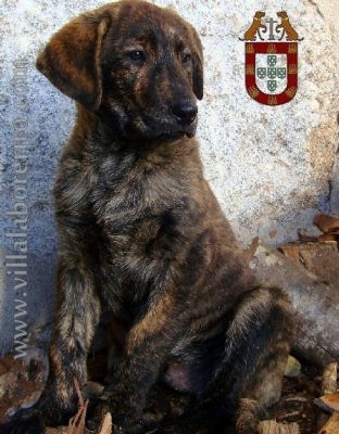 Cachorros Castro Laboreiro