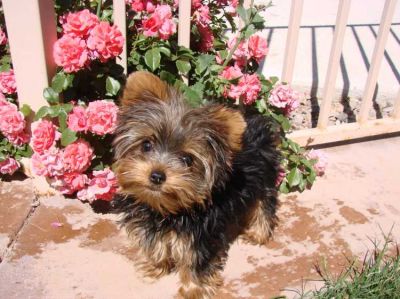 Yorkshire filhotes disponíveis para adoção