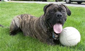 Filhotes de cachorro de Bullmastiff