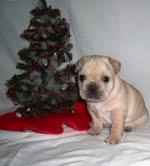 bulldog francés macho y hembra cachorro para su aprobació