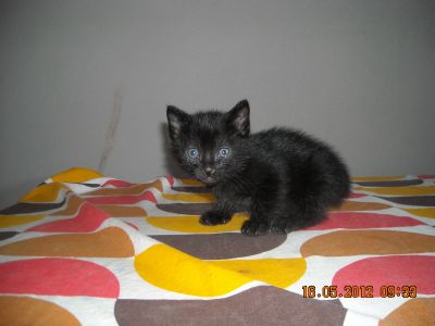 DOU 2 GATINHAS PRETAS