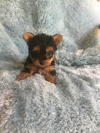 Yorkshire terrier miniatura femea e macho