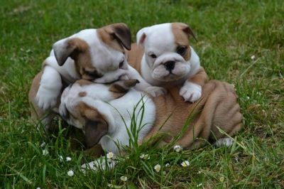 Inglês bull dog filhotes disponíveis