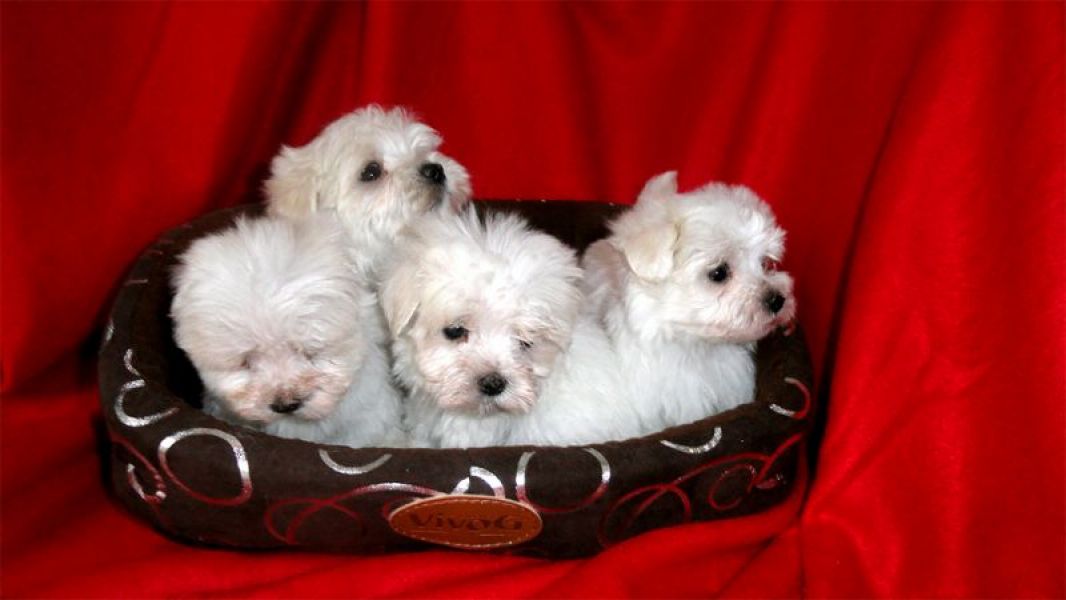 Cachorro Bichon Maltais branco a dar