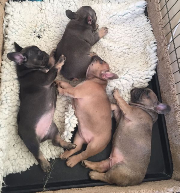 Filhotes de buldogue francês agora