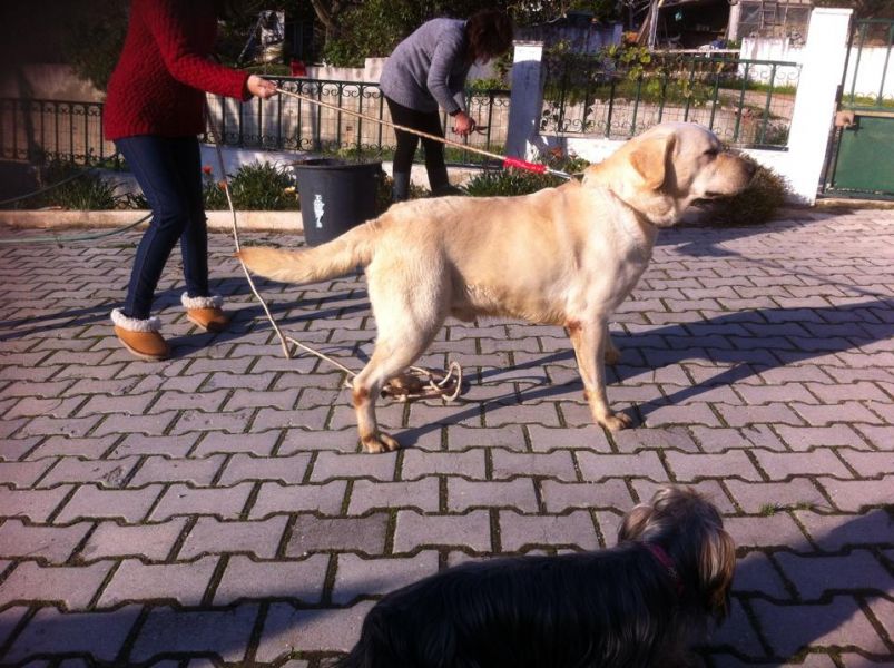 Labradores  de qualidade -- ja com 3 vacinas - 967888237