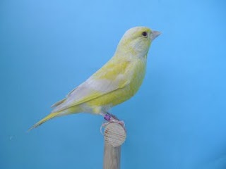 Vendo Verdilhões de Mutação