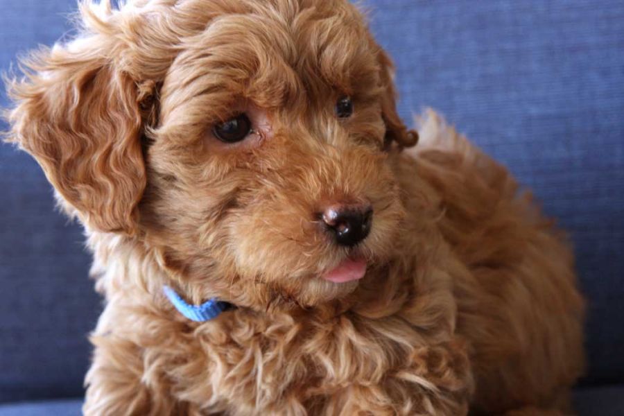 Filhotes de Golden Doodle  machos e fêmeas 