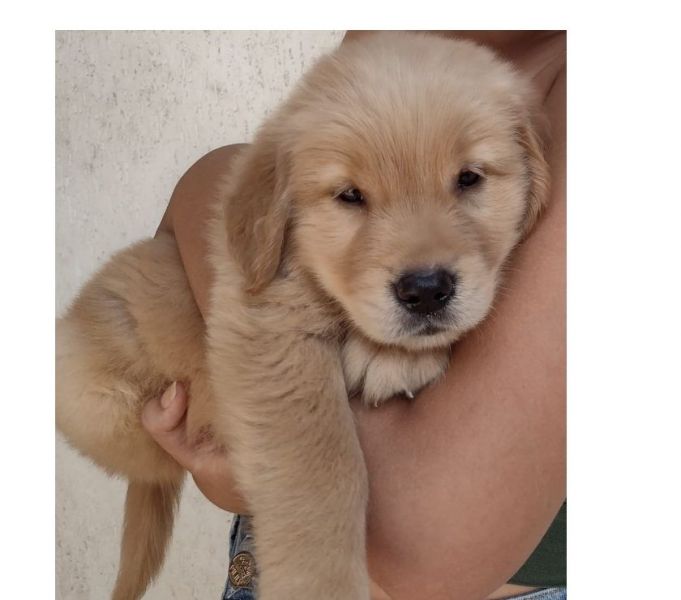 Golden retriever legitimos vacinados e com pedigree