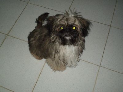 Vendo Shih-tzu URGENTE