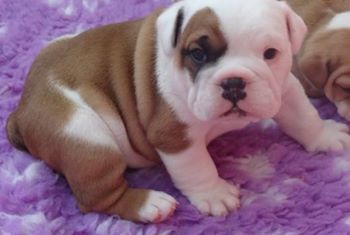 Impressionante filhotes Bulldog Inglês