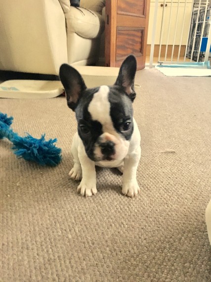 Filhotes Bulldog Francês Saudáveis