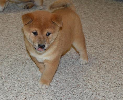Filhotes de shiba inu para uma boa família
