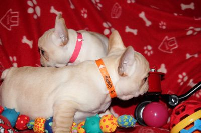 creme / branco muito masculino e feminino bulldog cachorros franceses