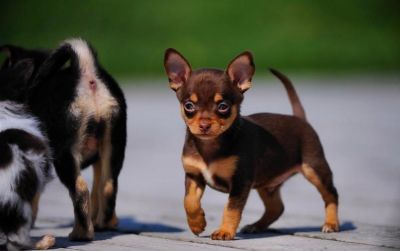 Chihuahua filhotes para adoção