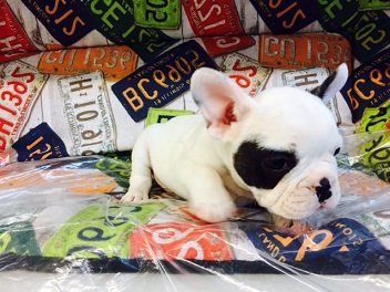 Gratis  lindo filhotes de Bulldog Francês se disponível 