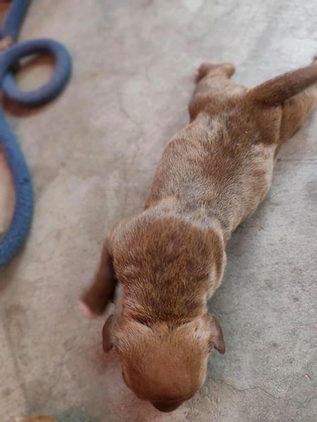 Filhotes Pitbull Americanos